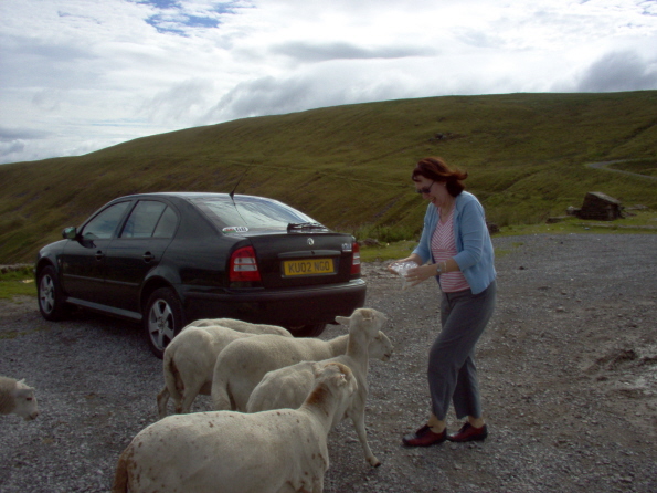 File:Feeding the sheep on the A4061. - Coppermine - 10218.jpg