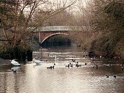 River Blackwater in Kelvedon, Essex - Geograph - 303018.jpg