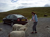 Feeding the sheep on the A4061. - Coppermine - 10218.jpg