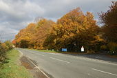 Autumn Colours at Shade Oak.jpg