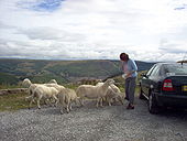 Feeding the sheep on the A4061. - Coppermine - 10216.jpg