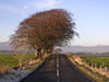 A875 near Kepculloch - Geograph - 95400.jpg