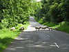 Road block - Geograph - 838859.jpg