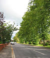 Limes lining Park Road - Geograph - 253462.jpg