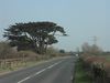 Roadside cedar - Geograph - 380548.jpg
