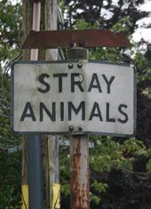 Stray-animals.jpg