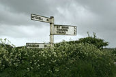 Signpost growing among the cow parsley - Geograph - 959666.jpg