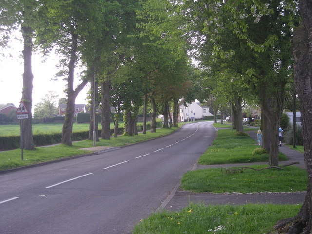 File:Tree lined road into town - Geograph - 792541.jpg