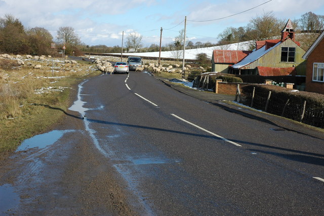 File:Sheep on the road - Geograph - 1730250.jpg