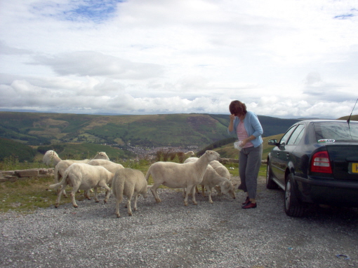 File:Feeding the sheep on the A4061. - Coppermine - 10216.jpg