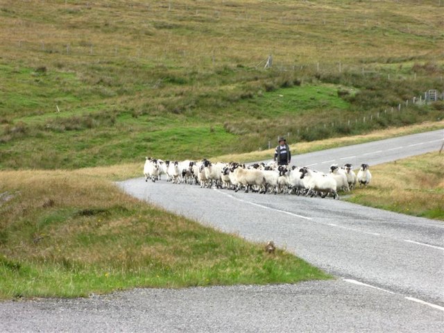 File:Sheep on the move - Geograph - 1616310.jpg