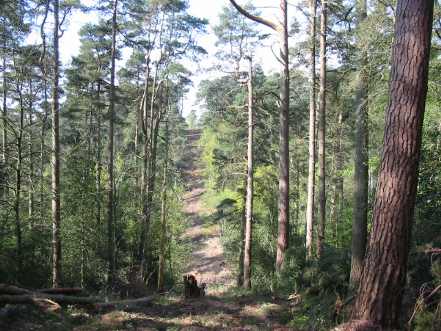 File:A3 tunnel From above south portal down the A3 line - Geograph - 962980.jpg