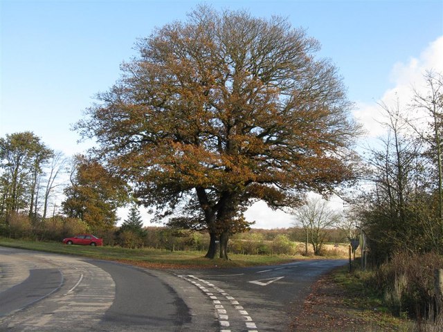 File:A fine oak - Geograph - 1562334.jpg