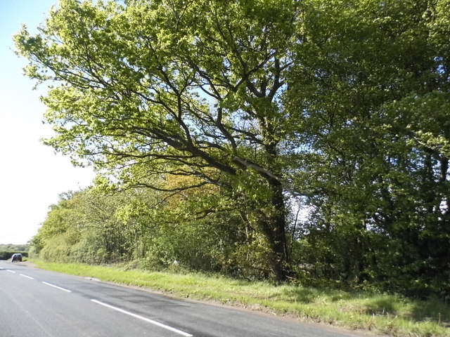 File:Copperkins Lane, Hyde Heath - Geograph - 4483213.jpg