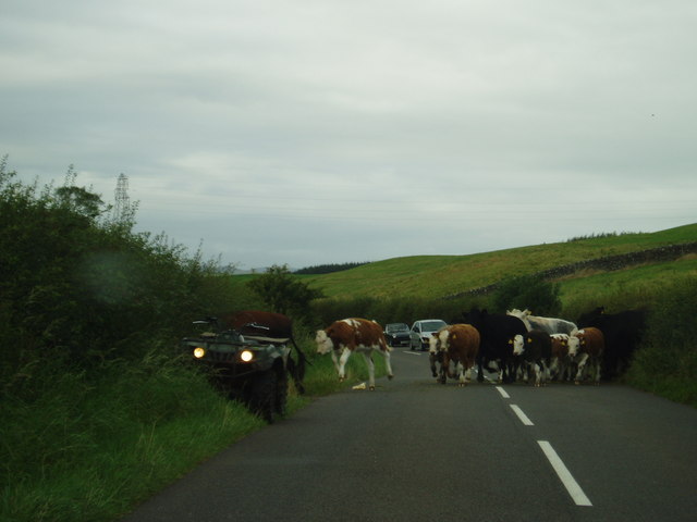 File:Cattle crossing the B736 road near Gelston - Geograph - 546409.jpg