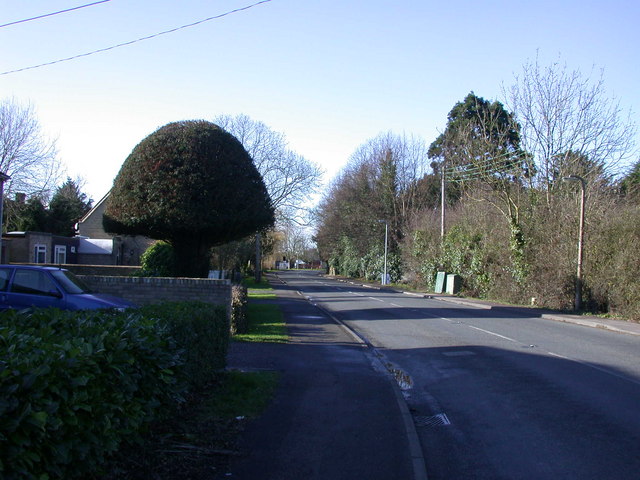 File:The mushroom tree - Geograph - 680076.jpg