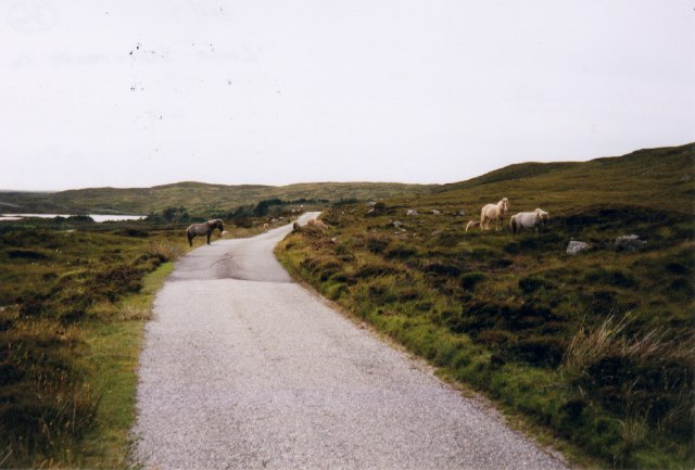 File:Eriskay ponies on the bogs near Loch Sgioport - Geograph - 36479.jpg