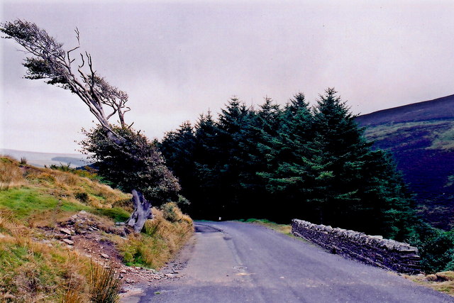 File:West Baldwin Road (B22) - Windswept tree (C) Joseph Mischyshyn - Geograph - 1702432.jpg