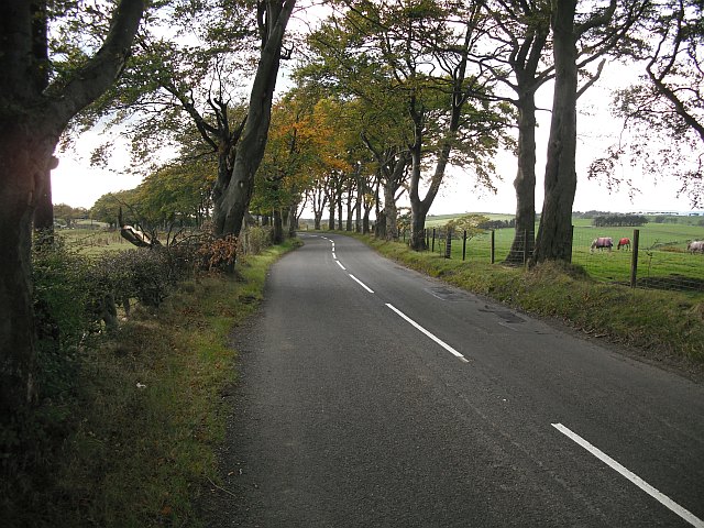 File:Beech lined road, Babbithill - Geograph - 1593426.jpg