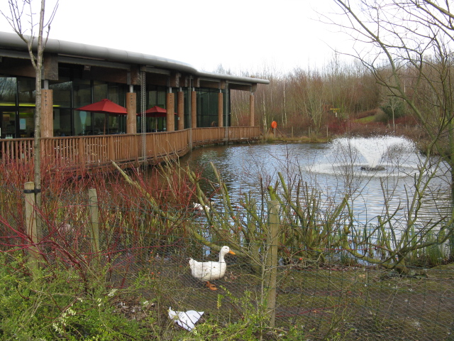 File:Water Feature, Stafford Services - M6 Southbound - Geograph - 1184859.jpg