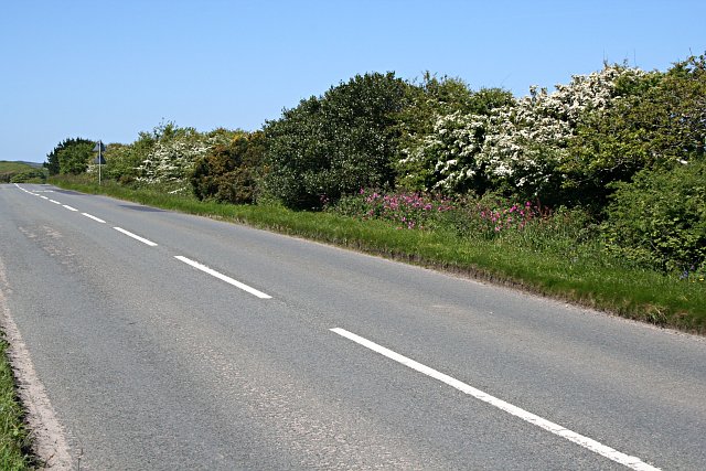 File:Hedgerow on the Main Road - Geograph - 181733.jpg