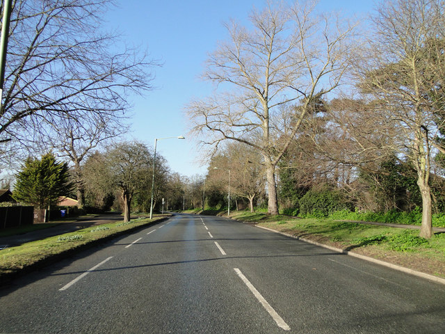 File:Tree lined Normanston Drive, Oulton... (C) Adrian S Pye - Geograph - 4366021.jpg