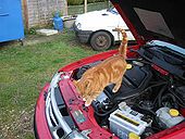 Ginge the cat - Coppermine - 13989.jpg