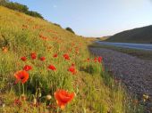 A52 GSRR in a deep cutting with red flowers on the embankments.jpg