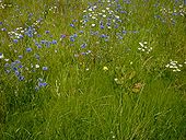 A64-10-Landscaping - Coppermine - 1591.jpg