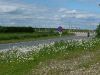 Bank of daisies - Geograph - 1910364.jpg