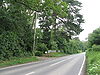 Large Conifer along side the B2028 at Stone Cross - Geograph - 1346951.jpg