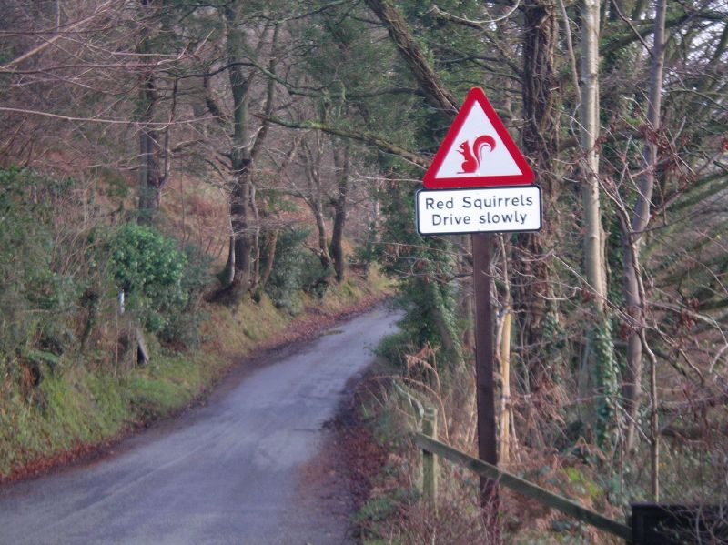 File:20041218-1446 - Red Squirrels sign near Millbeck-small.jpg