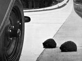 2010-10-29-hedgehogs-crossing-autobahn-from-geographical-magazine-1938.jpg