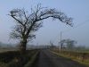 Droopy Tree near Upper Locharwoods (C) Chris Upson - Geograph - 118265.jpg