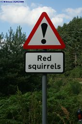 Red Squirrels - Coppermine - 19209.jpg