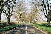 B3082- avenue of beeches - Coppermine - 17426.jpg