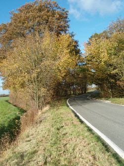 Autumn Trees Towards Buckworth - Geograph - 1045843.jpg