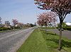 A92 North Arbroath - Coppermine - 2161.jpg