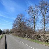 Bottisham- tall parkland trees - Geograph - 5689901.jpg