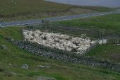 Sheep pund beside Loch of Snarravoe - Geograph - 1483248.jpg