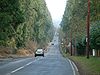 Wellingtonia Avenue, Crowthorne - Geograph - 487156.jpg