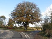 A fine oak - Geograph - 1562334.jpg