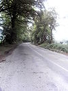 Tree-lined road - Geograph - 463987.jpg