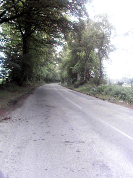 File:Tree-lined road - Geograph - 463987.jpg