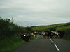 Cattle crossing the B736 road near Gelston - Geograph - 546409.jpg