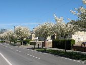 Blossom time on Cherry Hinton High Street - Geograph - 4439675.jpg