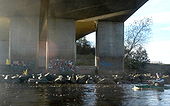 Graffiti on the A69 bridge - Geograph - 1196912.jpg