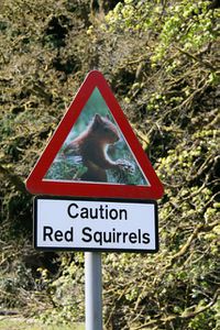 https://www.sabre-roads.org.uk/wiki/images/thumb/8/88/Squirrels.jpg/200px-Squirrels.jpg