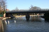 Swans on the river - Geograph - 1078126.jpg