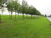 Trees and grass beside Childers Road - Geograph - 2030184.jpg